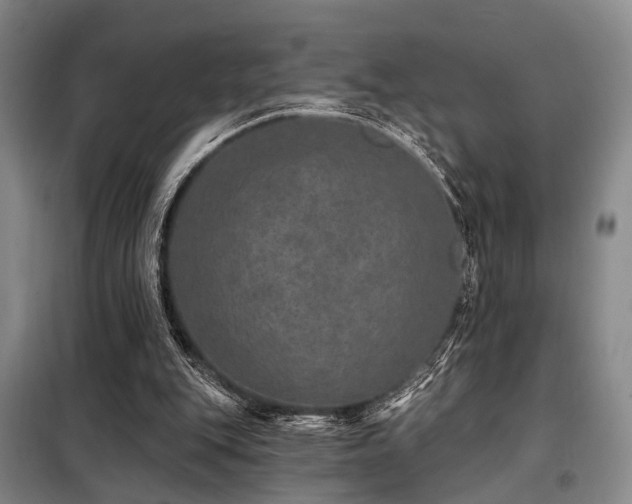 X0000098150151200804171621