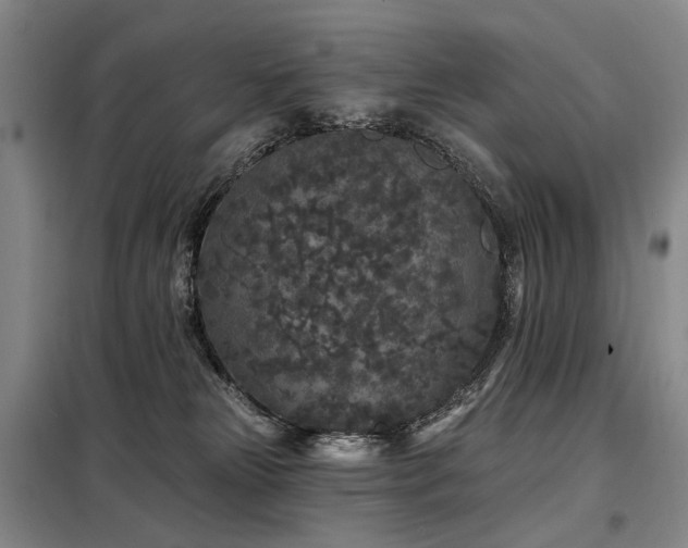 X0000098150181200804171622
