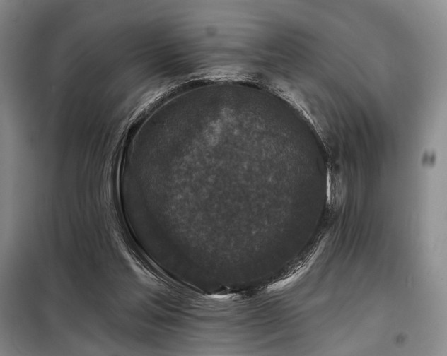 X0000098150205200804171621