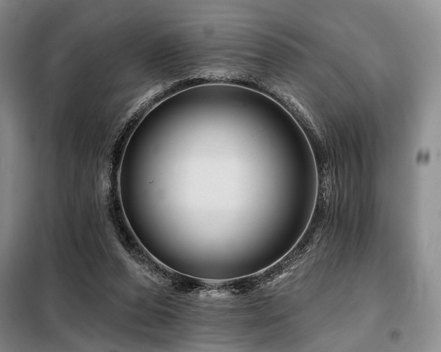 X0000098150208200804171621
