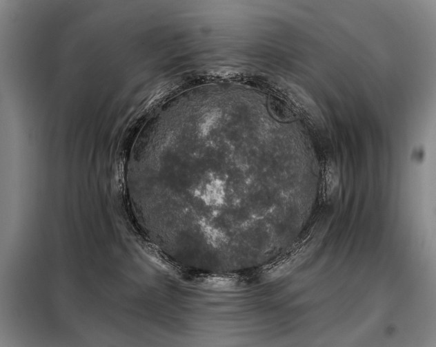 X0000098150236200804171620
