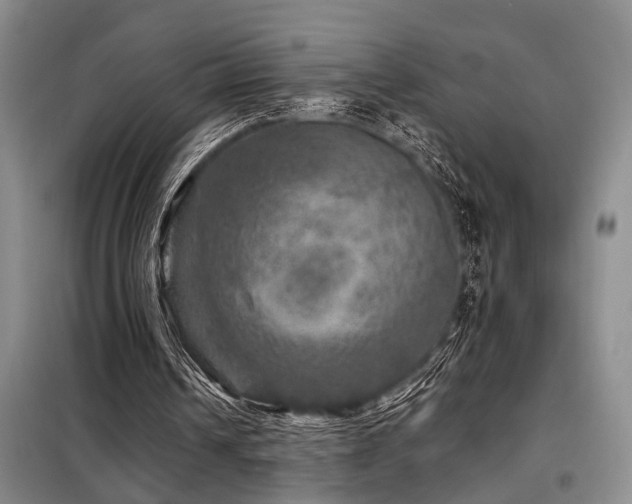 X0000098150242200804171620