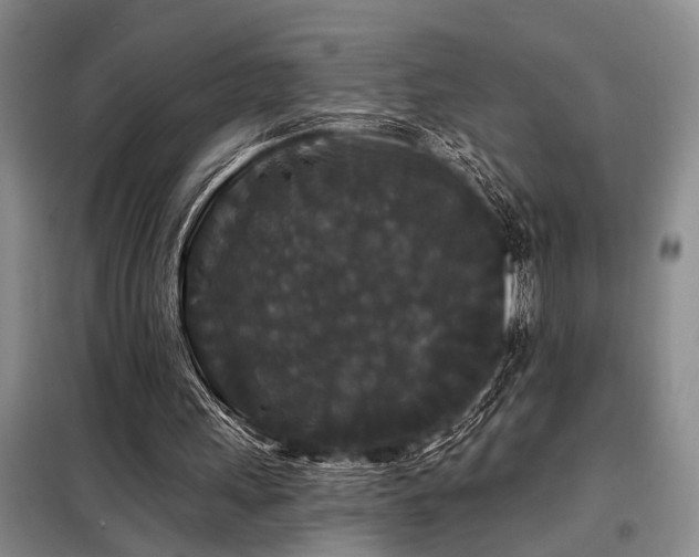 X0000098150243200804171620