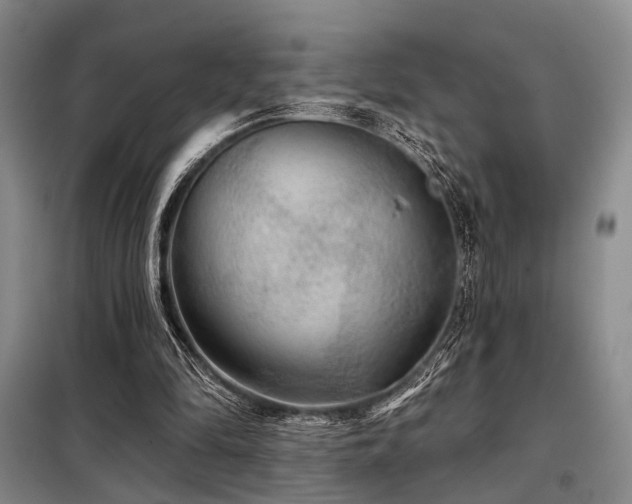 X0000098150294200804171619