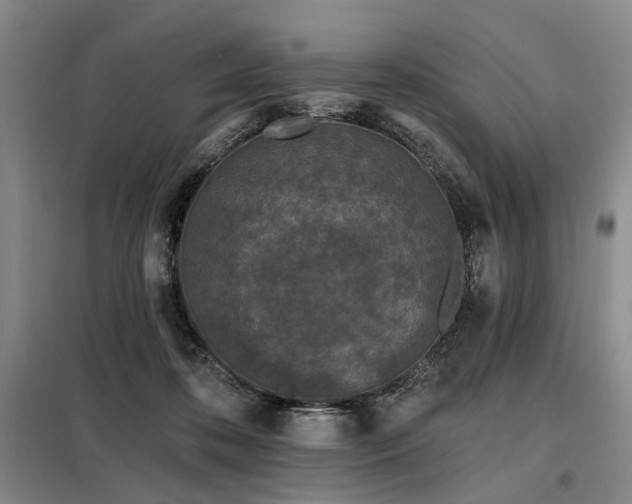 X0000098150316200804171619