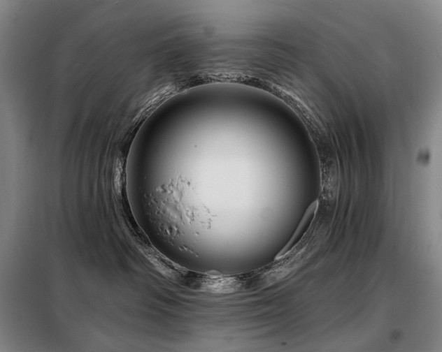 X0000098150334200804171619