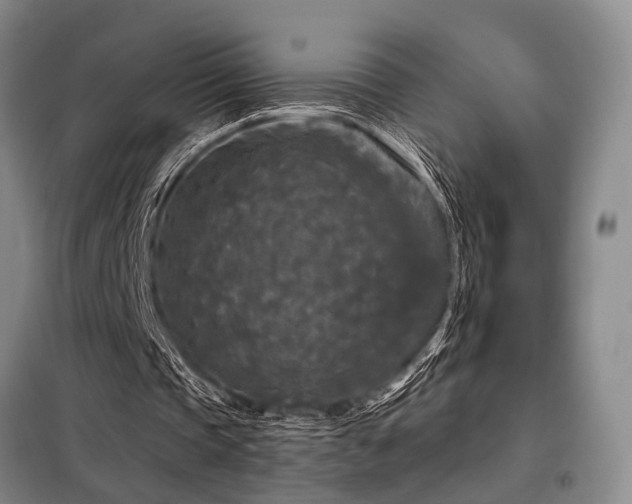 X0000098150337200804171618