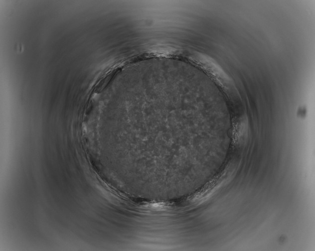 X0000098150365200804171618