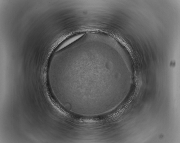 X0000098150533200804171615