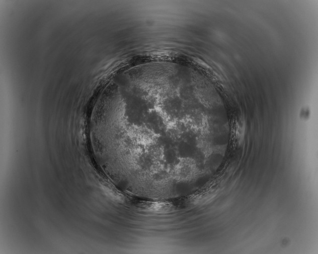 X0000098150663200804171614