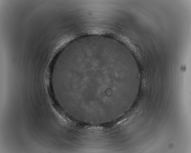 X0000098150683200804171613