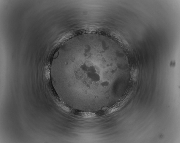 X0000098150719200804171613