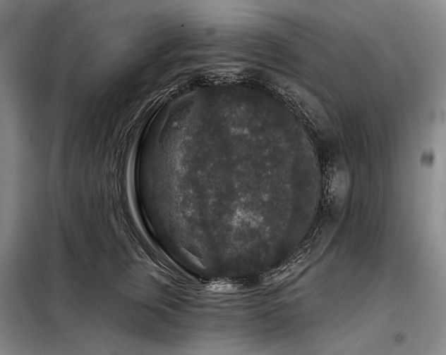 X0000098150759200804171613