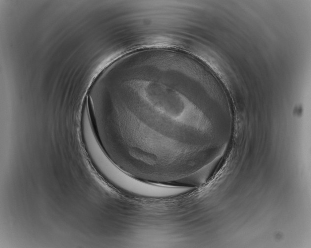 X0000098150850200804171611