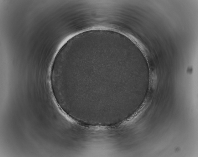 X0000098150862200804171611