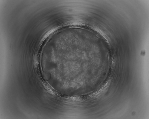 X0000098150874200804171610