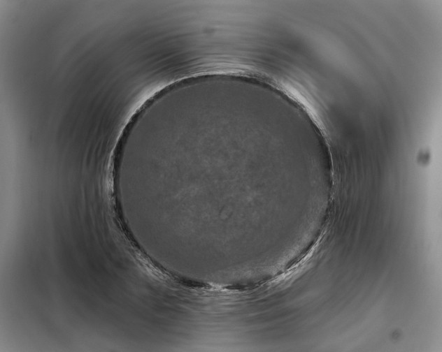 X0000098150883200804171610