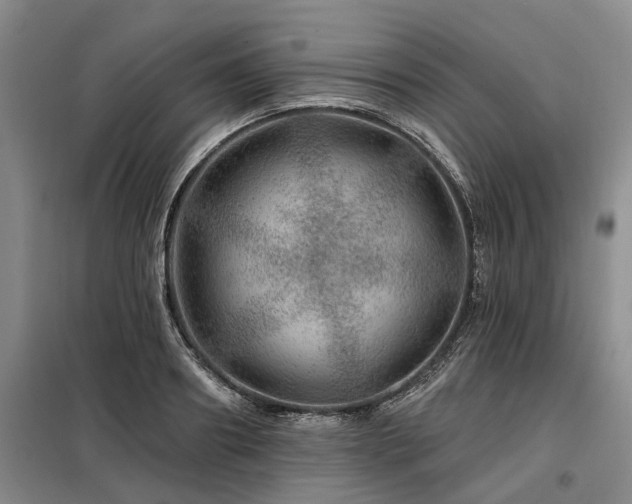 X0000098150890200804171610