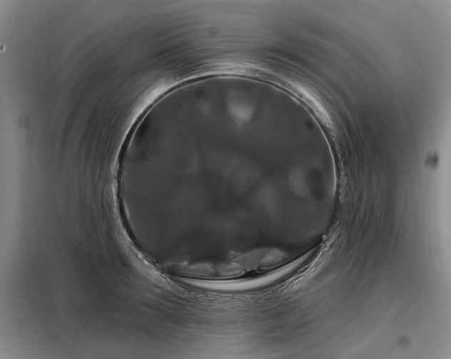 X0000098150899200804171610