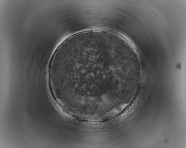 X0000098150907200804171610