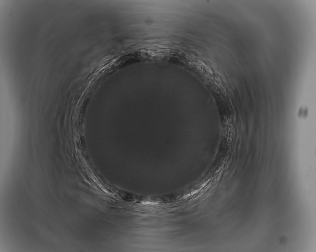 X0000098151009200804171607