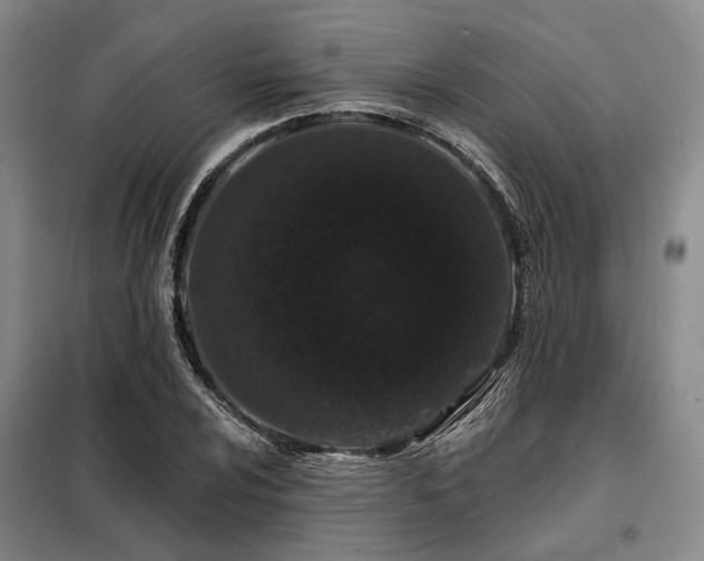 X0000098151024200804171607