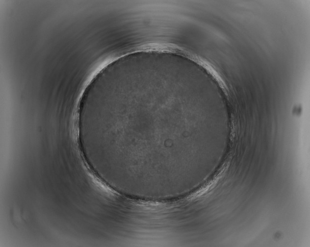 X0000098151075200804171607