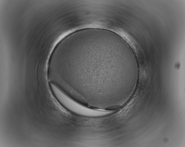 X0000098151238200804171604