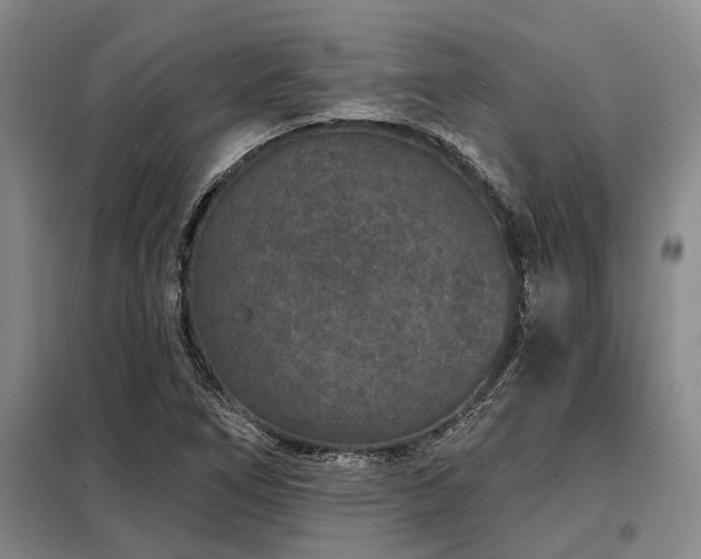 X0000098151266200804171604