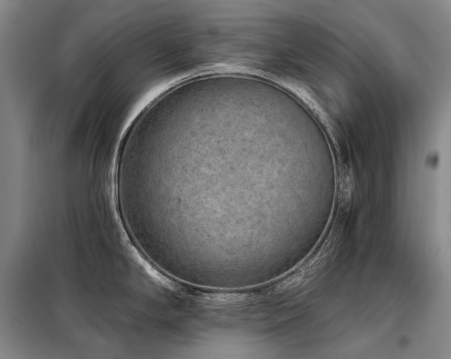 X0000098151294200804171603