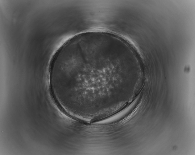 X0000098151414200804171601