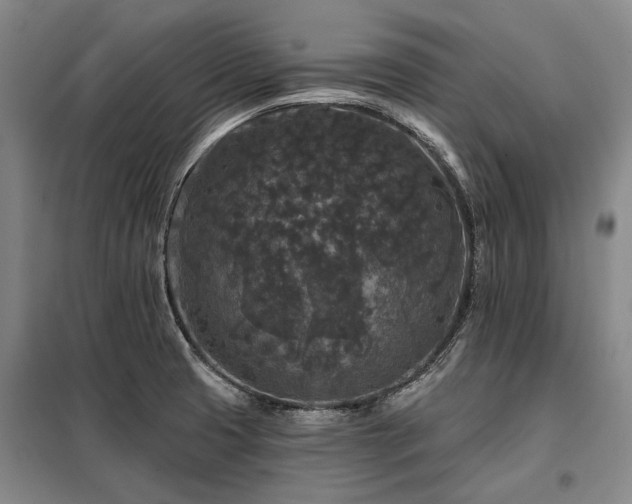 X0000098151425200804171601