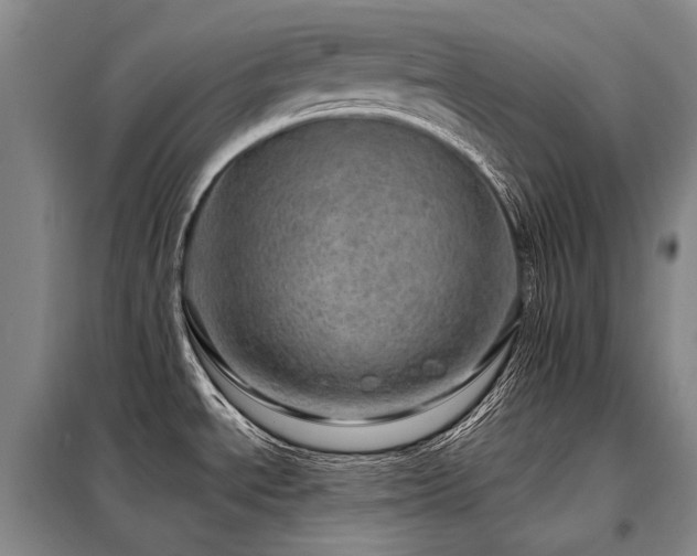 X0000098151534200804171600