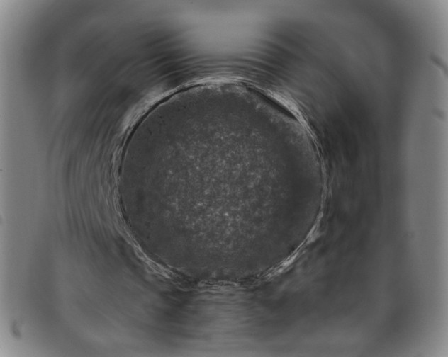 X0000098150337200804241745