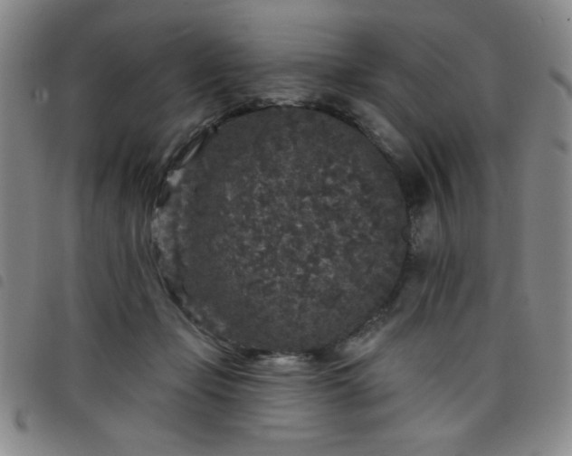 X0000098150365200804241745