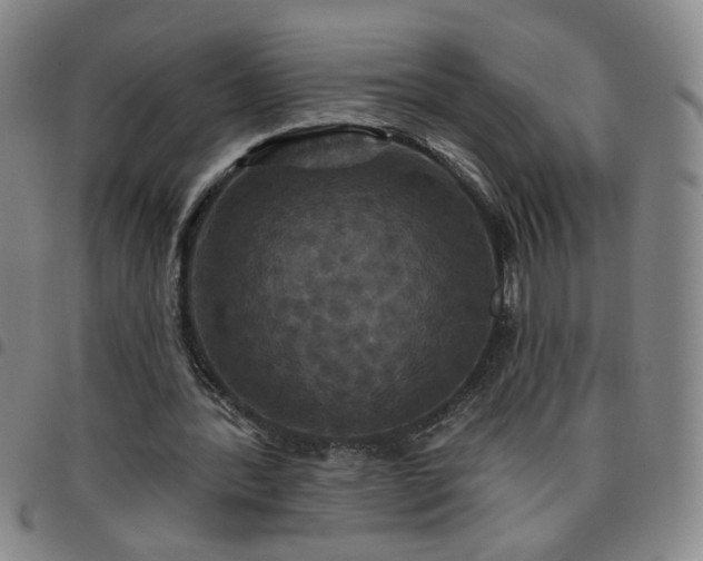 X0000098150388200804241745