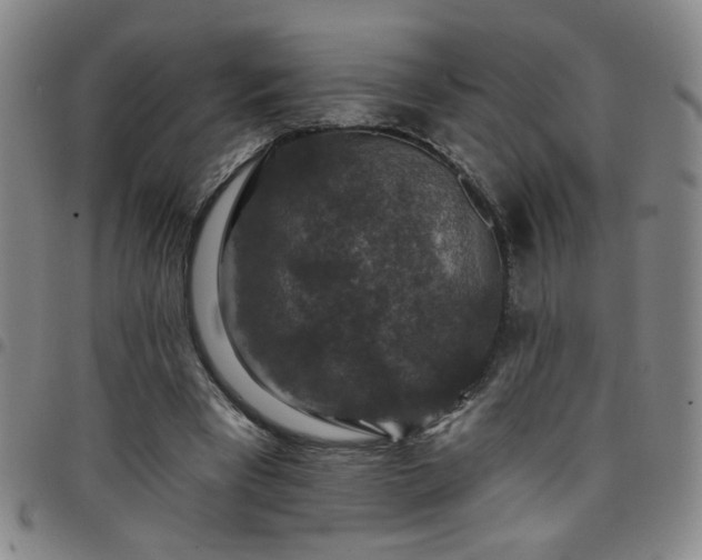 X0000098150393200804241745