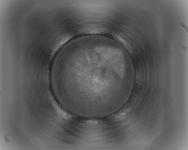 X0000098150394200804241745