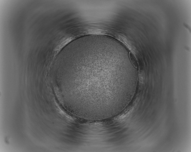 X0000098150433200804241743