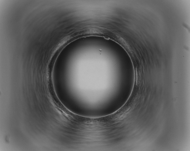 X0000098150435200804241743