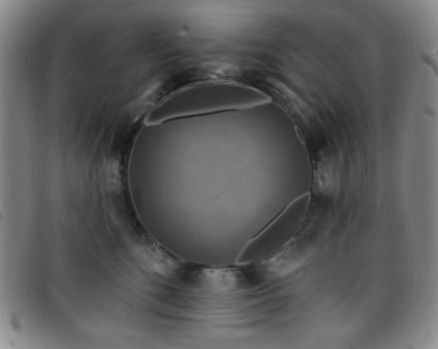 X0000098150520200804241742