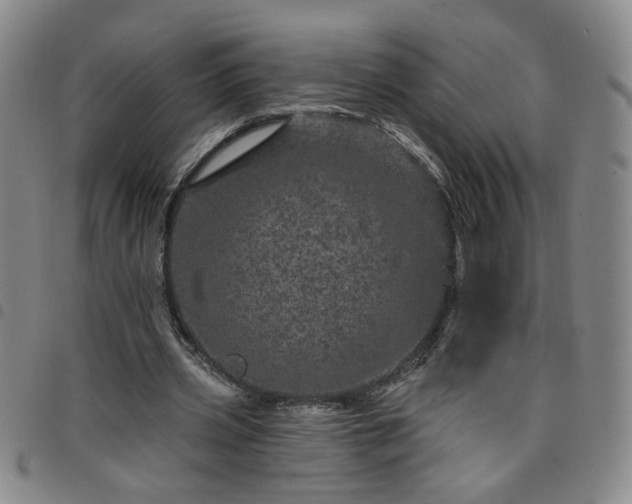X0000098150533200804241742