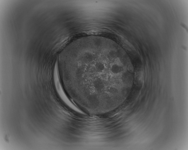 X0000098150652200804241740