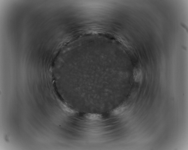 X0000098150670200804241741