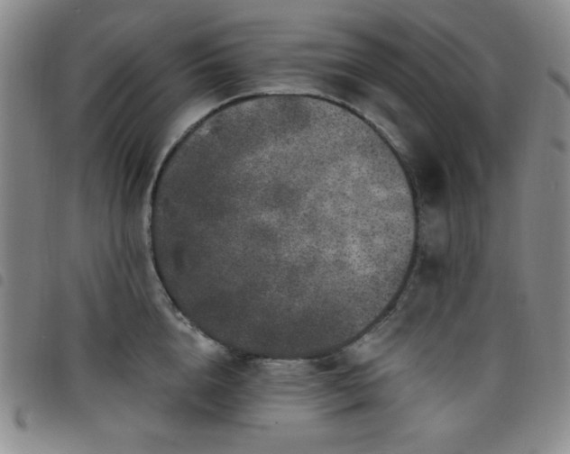 X0000098150856200804241738