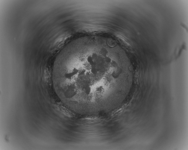 X0000098150917200804241736