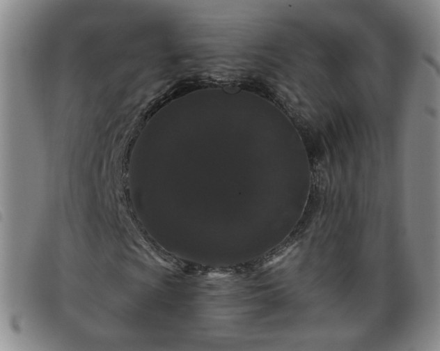 X0000098151009200804241734
