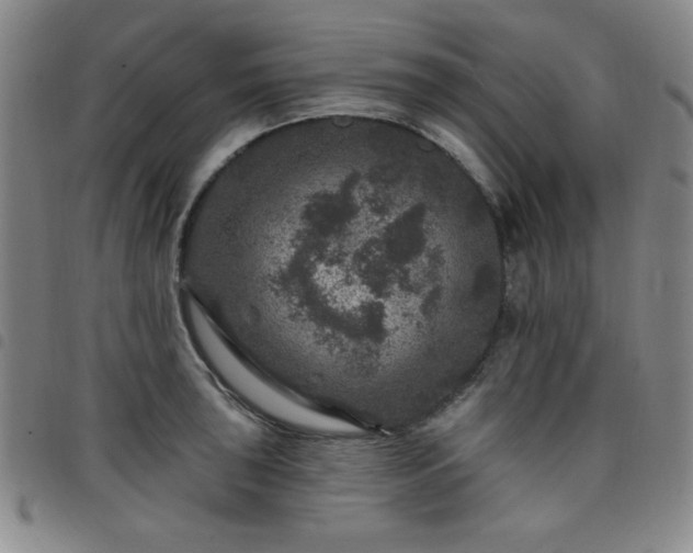 X0000098151043200804241734