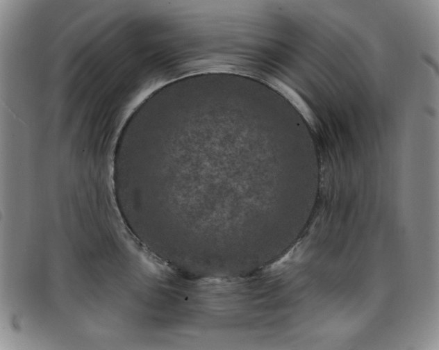 X0000098151051200804241735