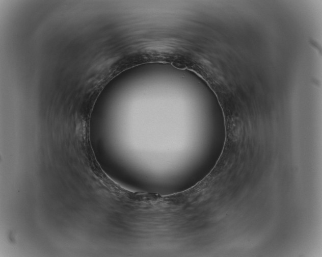 X0000098151061200804241734